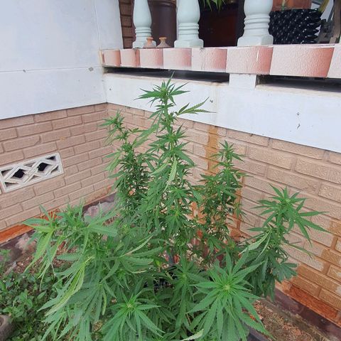 Purple Queen growlog timeline photo