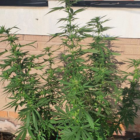 Purple Queen growlog timeline photo