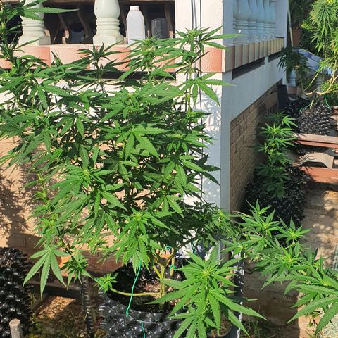 Purple Queen growlog timeline photo