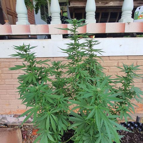 Purple Queen growlog timeline photo