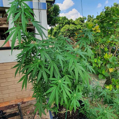 Purple Queen growlog timeline photo