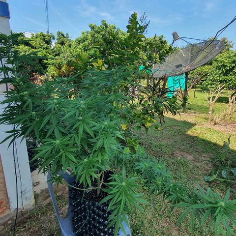 Purple Queen growlog timeline photo