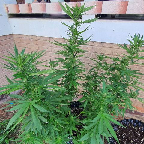 Purple Queen growlog timeline photo