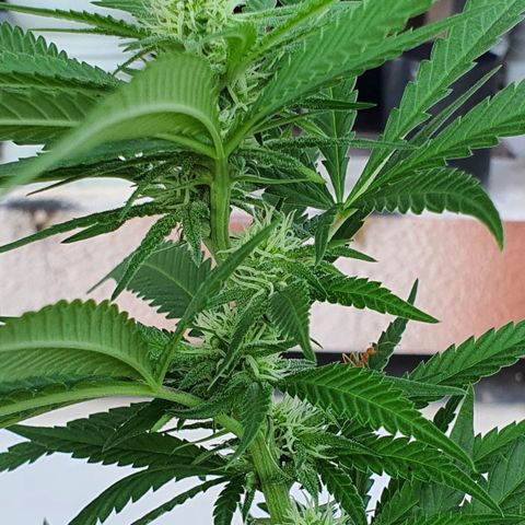 Purple Queen growlog timeline photo