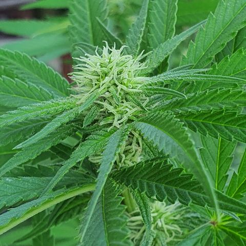 Purple Queen growlog timeline photo