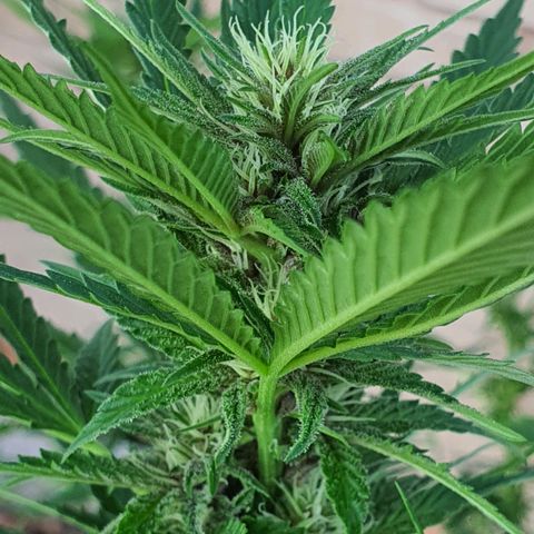 Purple Queen growlog timeline photo