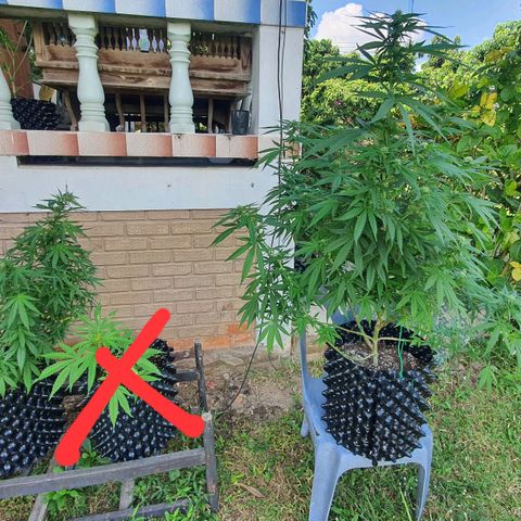 Purple Queen growlog timeline photo