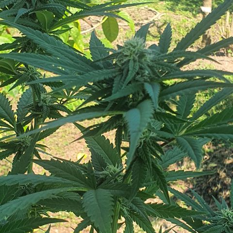 Purple Queen growlog timeline photo