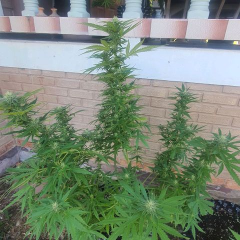 Purple Queen growlog timeline photo