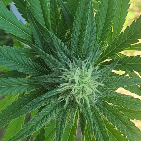 Purple Queen growlog timeline photo