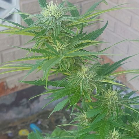 Purple Queen growlog timeline photo