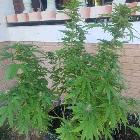 Purple Queen growlog timeline photo