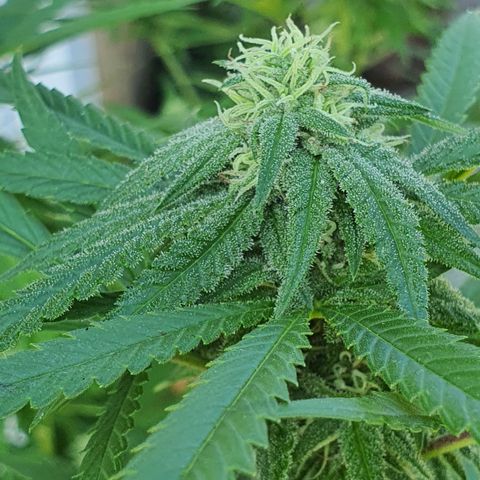 Purple Queen growlog timeline photo