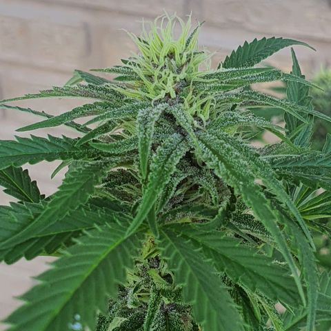 Purple Queen growlog timeline photo