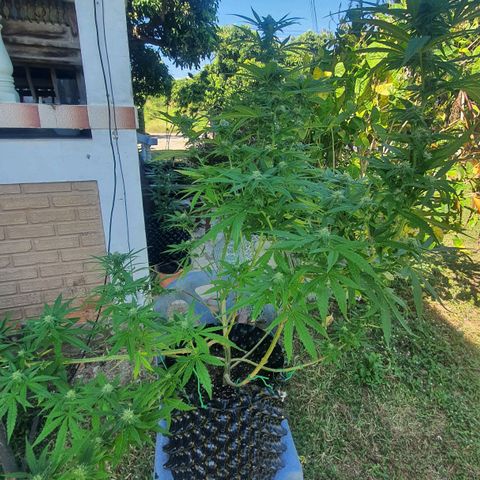 Purple Queen growlog timeline photo