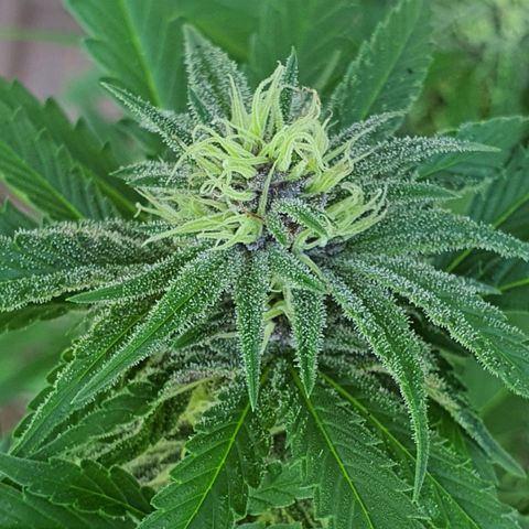 Purple Queen growlog timeline photo