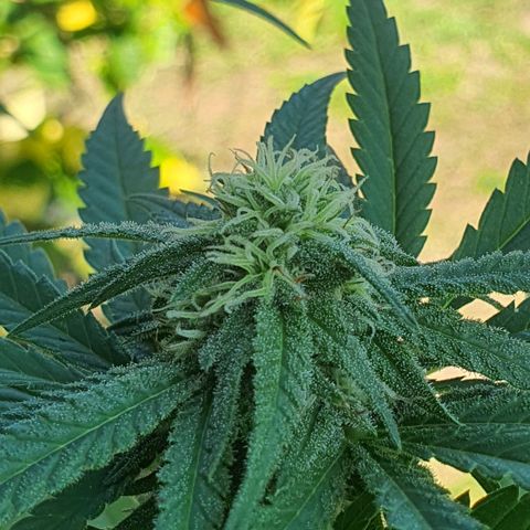 Purple Queen growlog timeline photo
