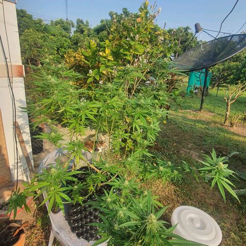 Purple Queen growlog timeline photo