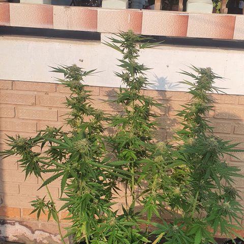 Purple Queen growlog timeline photo