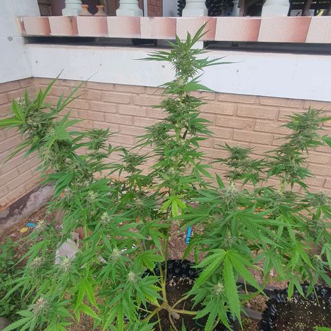 Purple Queen growlog timeline photo