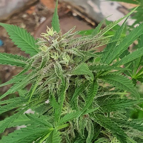 Purple Queen growlog timeline photo