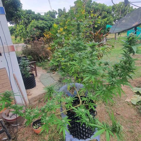 Purple Queen growlog timeline photo