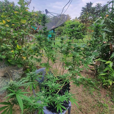 Purple Queen growlog timeline photo