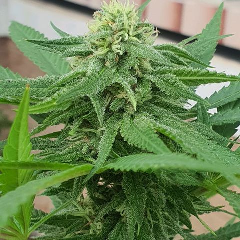 Purple Queen growlog timeline photo