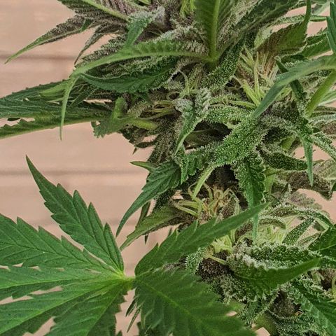 Purple Queen growlog timeline photo
