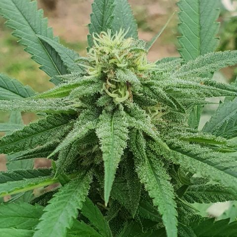 Purple Queen growlog timeline photo
