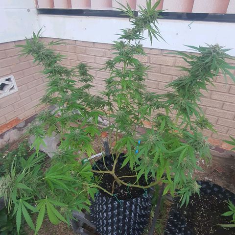 Purple Queen growlog timeline photo