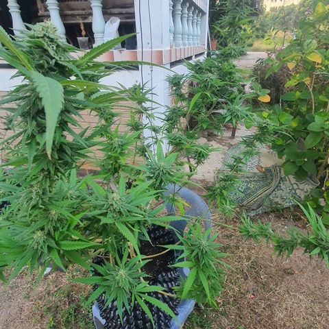 Purple Queen growlog timeline photo