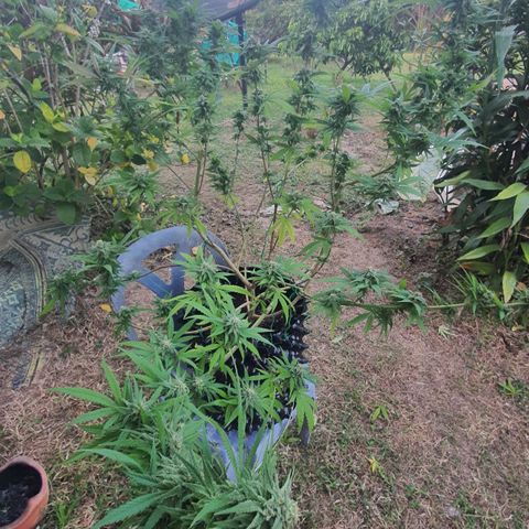 Purple Queen growlog timeline photo