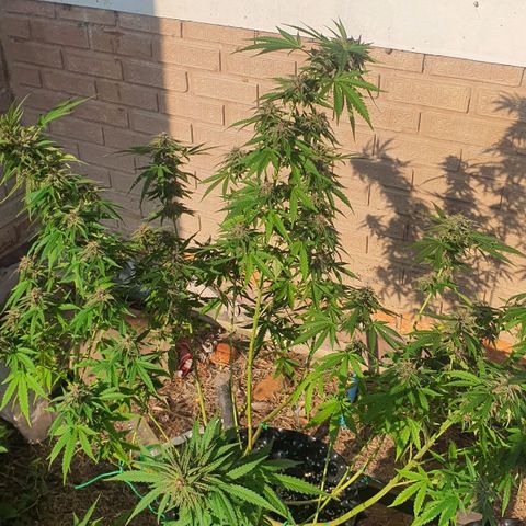 Purple Queen growlog timeline photo