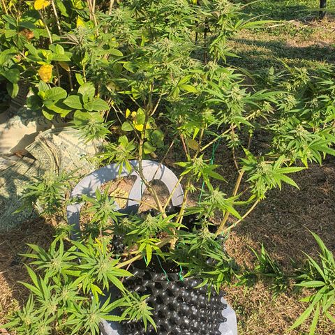 Purple Queen growlog timeline photo