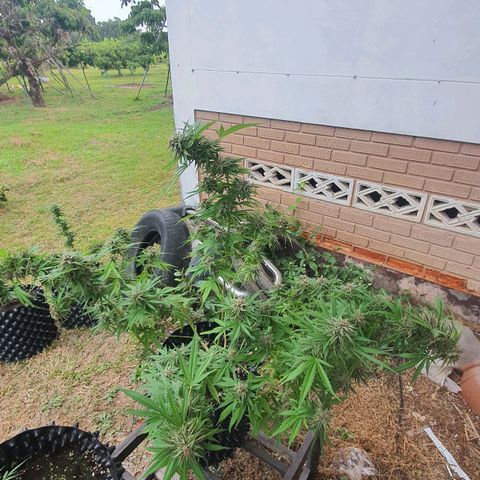 Purple Queen growlog timeline photo