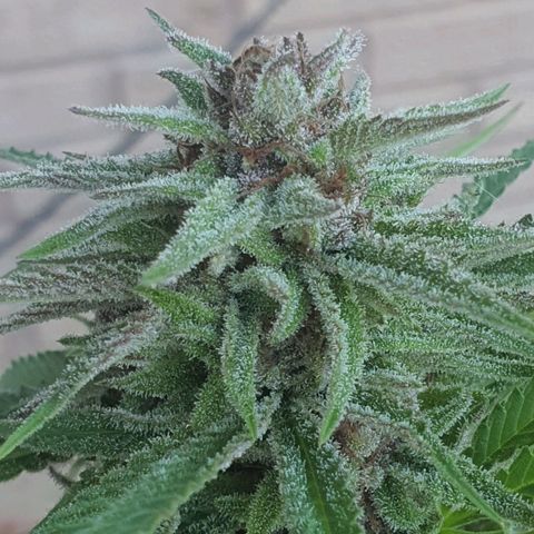 Purple Queen growlog timeline photo