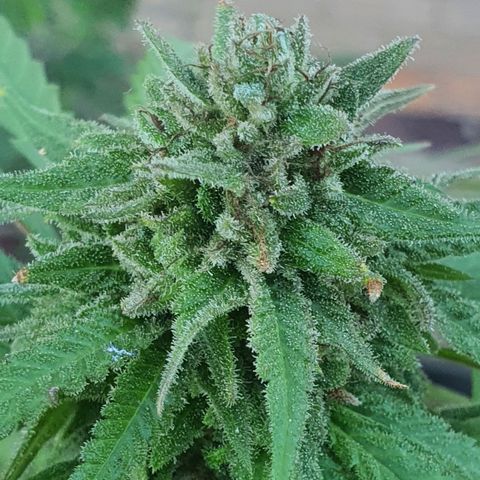 Purple Queen growlog timeline photo