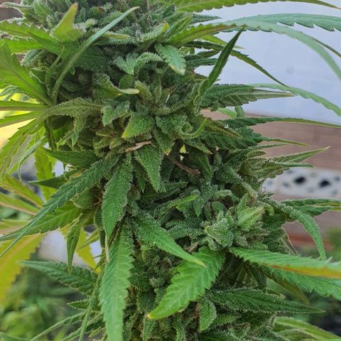 Purple Queen growlog timeline photo