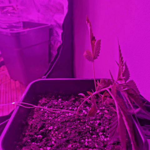 Obese Banana growlog timeline photo