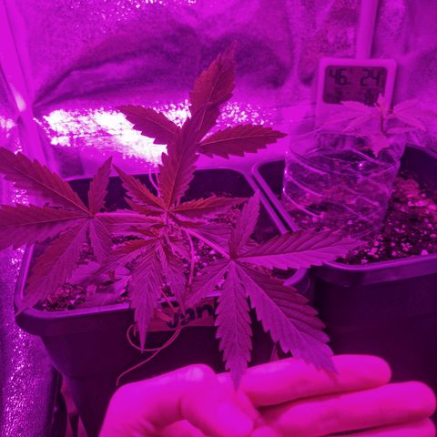 Obese Banana growlog timeline photo