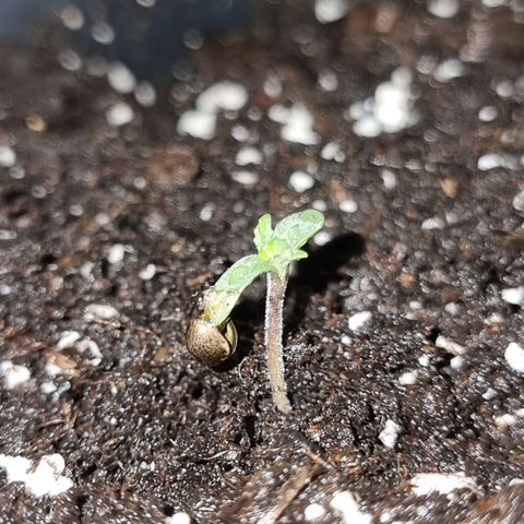 Obese Banana growlog timeline photo