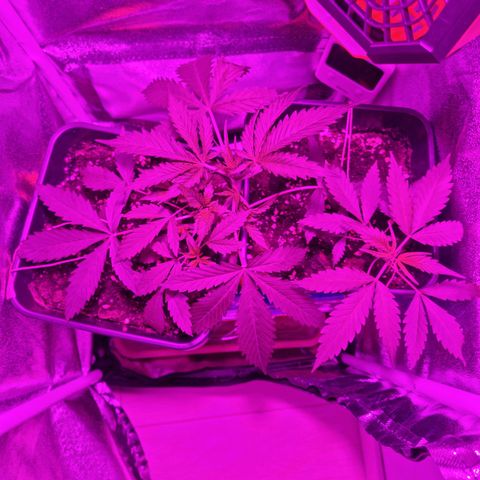 Obese Banana growlog timeline photo