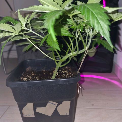 Obese Banana growlog photo: To date