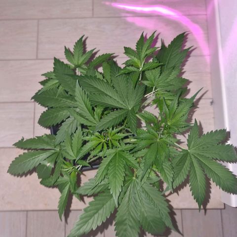 Obese Banana growlog photo: To date