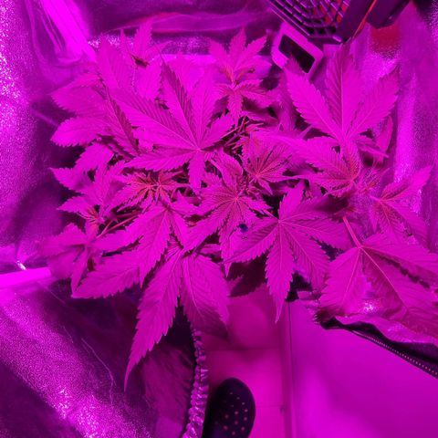 Obese Banana growlog photo: To date