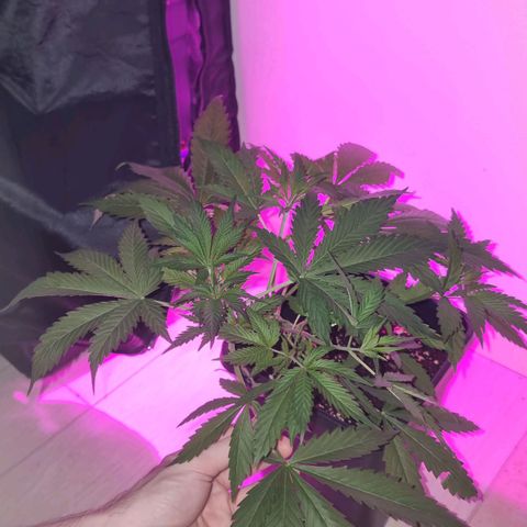 Obese Banana growlog photo: To date