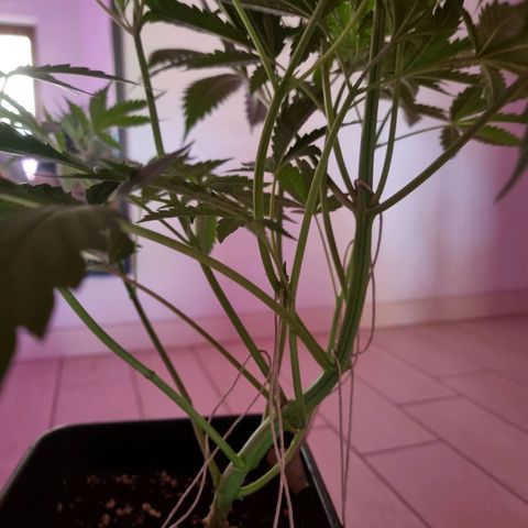 Obese Banana growlog timeline photo