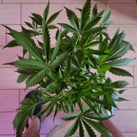 Obese Banana growlog timeline photo