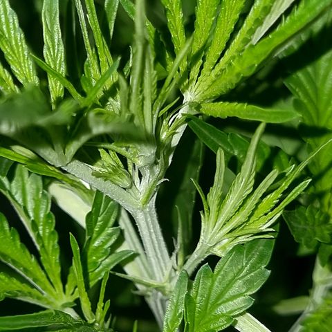 Obese Banana growlog photo: Mini pistils🥰